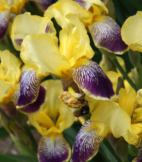 Kosatec německý Nibelungen - Iris germanica - hlízy - 1 ks