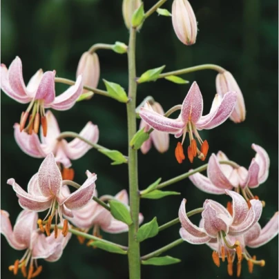 Lilie zlatohlavá Pink morning - Lilium martagon - cibuloviny - 1 ks