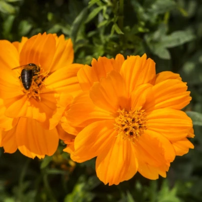 Krásenka žlutá Sunset - Cosmos sulphureus - semena - 40 ks