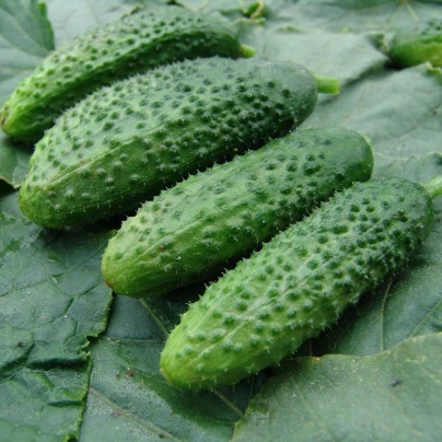 Okurka nakládačka Zuzana F1 - Cucumis sativus - semena - 30 ks