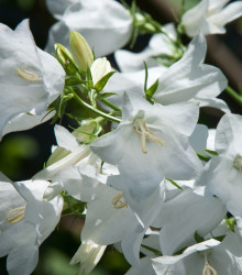 Zvonek karpatský bílý - Campanula carpatica - semena - 0,03 g