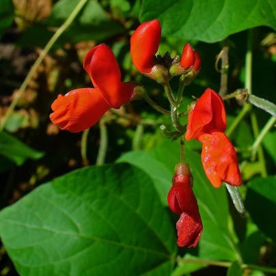 Fazole šarlatová pnoucí Hestia - Phaseolus coccineus - semena - 10 ks