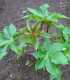 Skočec obecný zanzibarensis - Ricinus communis - semena - 3 ks