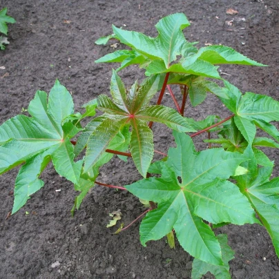 Skočec obecný zanzibarensis - Ricinus communis - semena - 3 ks