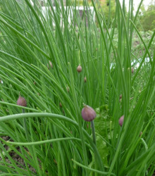 Pažitka Grande - Allium schoenoprasum L. - semena - 300 ks