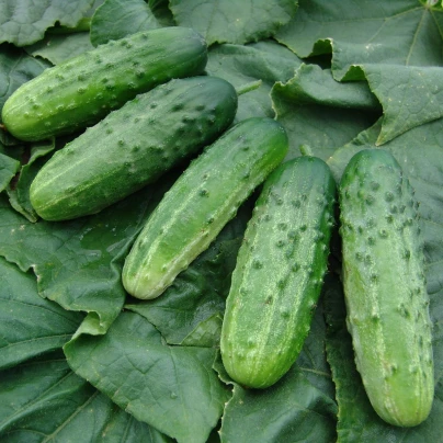 Okurka nakládačka Altaj F1 - Cucumis sativus - semena - 15 ks