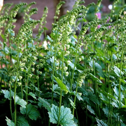 Mitrovka velkokvětá - Tellima grandiflora - semena - 0,02 g