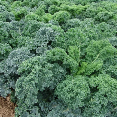 Kadeřávek Kapral - Brassica oleracea L. convar. - semena - 300 ks