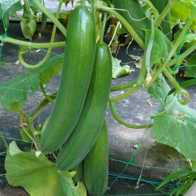 Okurka salátová Saturn F1 do skleníku - Cucumis sativus - semena - 10 ks