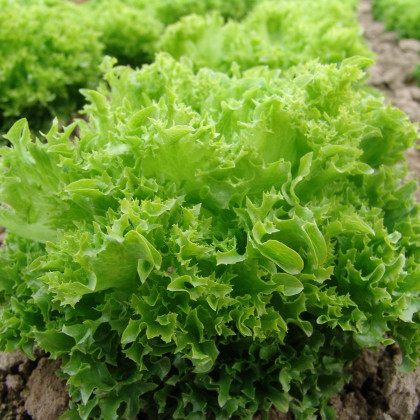 Salát Rekord - letní salát - Lactuca Sativa - semena - 0,3 g