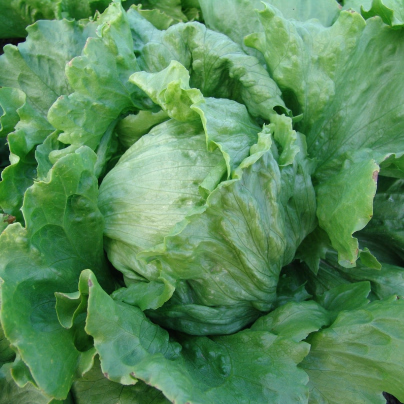 Salát hlávkový Tarzan - Lactuca sativa L. - semena - 250 ks