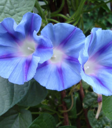 Povíjnice trojbarevná Blue Star - Ipomoea tricolor - semena - 25 ks