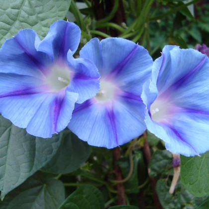 Povíjnice trojbarevná Blue Star - Ipomoea tricolor - semena - 25 ks