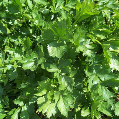 Celer listový kadeřavý Pikant - Apium graveolens var. Secalinum - semena - 400 ks