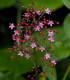Ženšen korejský - Talinum paniculatum - semena - 15 ks