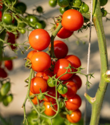 Rajče Obří hrozny - Solanum lycopersicum - semena - 7 ks