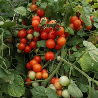 Rajče Bajaja - Solanum lycopersicum - semena - 12 ks