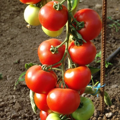 Rajče Dafne F1 - Solanum lycopersicum - semena - 12 ks