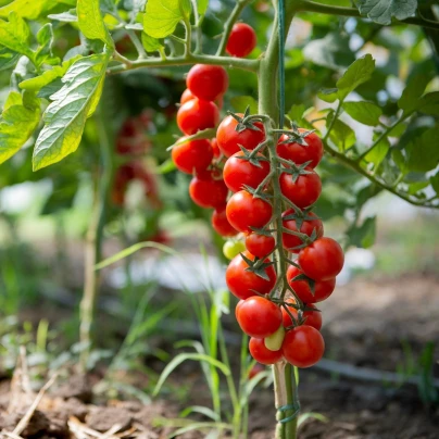 Rajče koktejlové Cerise - Solanum lycopersicum - semena - 10 ks