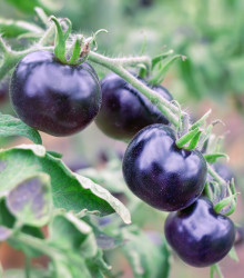 Rajče Indigo Rose - Solanum lycopersicum - semena - 7 ks
