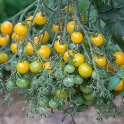 Převislé rajče Tom Yellow - Solanum lycopersicum - semena - 8 ks