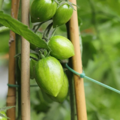 Rajče Artisan Green Tiger - Solanum lycopersicum - semena - 5 ks