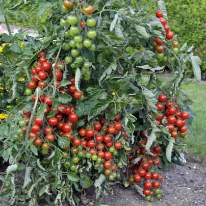 Rajče Sweet Million F1 - Solanum lycopersicum - semena - 5 ks