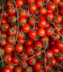 Červená Cherry rajčátka - Solanum lycopersicum - semena - 6 ks