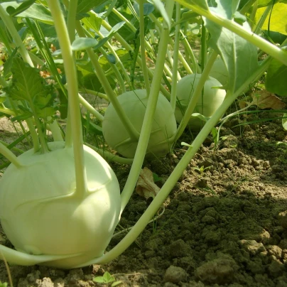 Kedluben obří Superschmelz - Brassica oleracea - semena - 150 ks