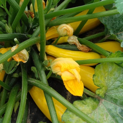 Cuketa Goldena - Cucurbita pepo - semena - 12 ks