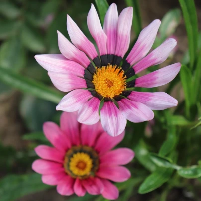 Gazánie New Day Pink Day F1 - Gazania rigens - semena - 20 ks