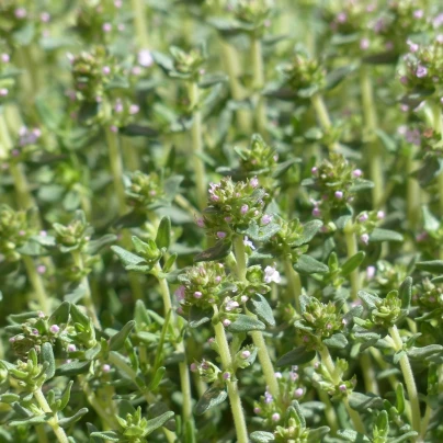 Tymián Orangelo - Thymus vulgaris - semena - 40 ks