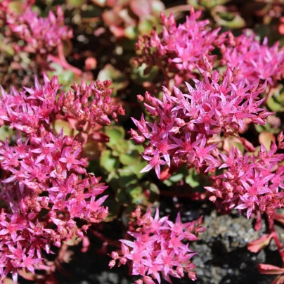 Rozchodník pochybný Voodoo - Sedum spurium - semena - 50 ks