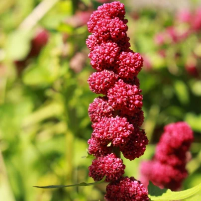 Merlík hlavatý - Chenopodium capitatum - semena - 200 ks