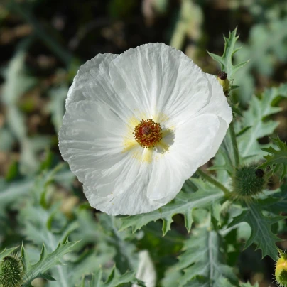 BIO Pleskanka - Argemone platyceras - bio semena - 50 ks