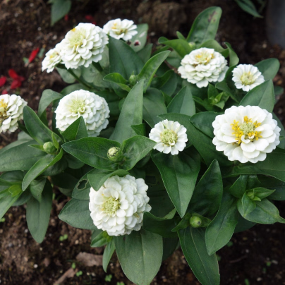Ostálka jiřinkokvětá bílá - Zinnia elegans - semena - 100 ks