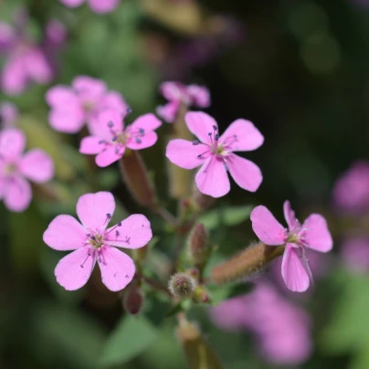 Mydlice bazalkovitá - Saponaria ocymoides - semena - 25 ks