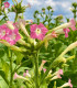 Tabák virginský - Nicotiana tabacum - semena - 150 ks