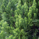 Jalovec čínský - Juniperus chinensis - semena - 5 ks