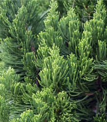 Jalovec čínský - Juniperus chinensis - semena - 5 ks