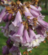 Paulovnie Plstnatá - Paulownia tomentosa - semena - 15 ks