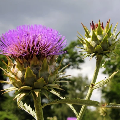 Artyčok kardový - Cynara cardunculus - semena - 10 ks