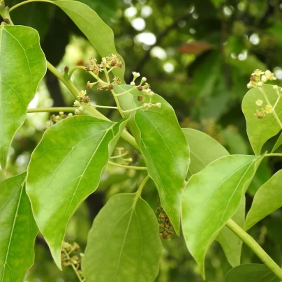 Kafrovník lékařský - Cinnamomum camphora - semena - 6 ks