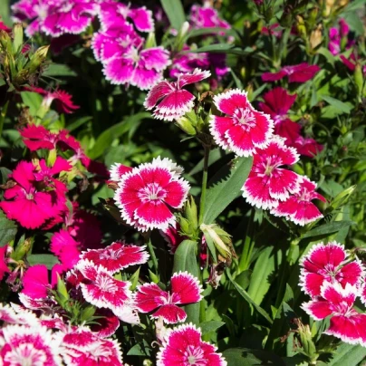 Hvozdík bradatý jednoduchý směs - Dianthus barbatus - semena - 250 ks