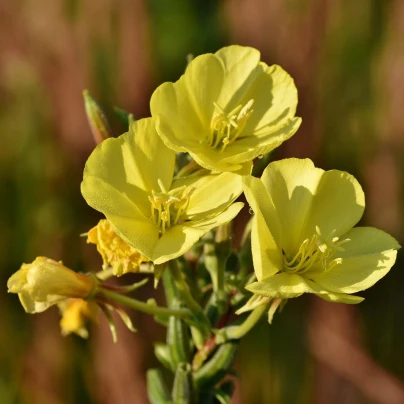 Pupalka dvouletá - Oenothera biennis - semena - 150 ks