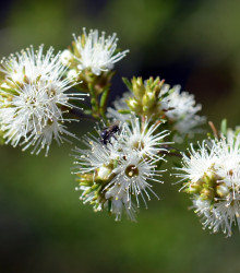 Kanuka - Kunzea ericoides - semena - 6 ks