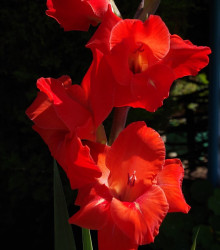 Mečík červený Hunting song - Gladiolus - cibuloviny - 3 ks