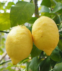Citroník pravý - Citrus Limon - semena - 5 ks