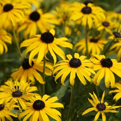 Třapatka srstnatá - Rudbekia hirta - semena - 400 ks