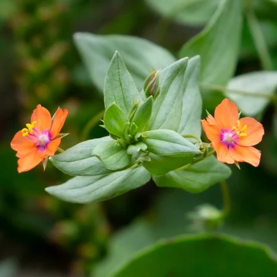 Drchnička rolní - Anagallis arvensis - semena - 20 ks